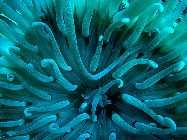 istock Long Tentacle Sea Anemone 1440696507