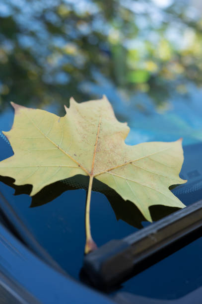 istock A fallen leaf on top of a car window 1440697411