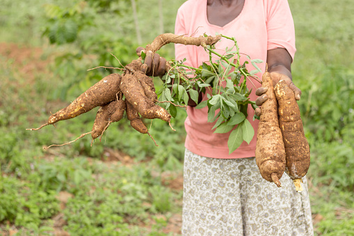Kisumu/Kenya- 11/17/2016 :  A farmer in Africa holding cassava plant harvest