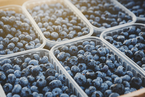 Box or crate with many containers with freshly collected blueberries. Berries agriculture business. Farmering, cultivating and harvesting blueberry. Horticulture industry. Healthy eating concept