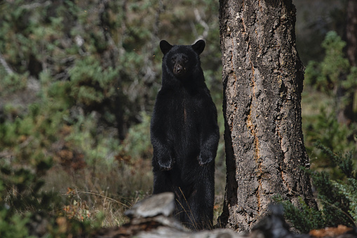 Canadian black bear standing next to tree.