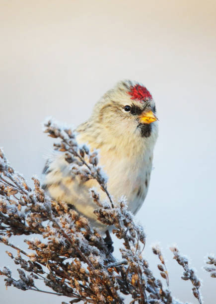 istock Magical Estonia wildlife pictures 1440699766