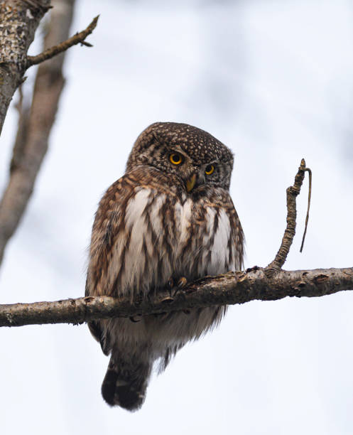 istock Magical Estonia wildlife pictures 1440700433
