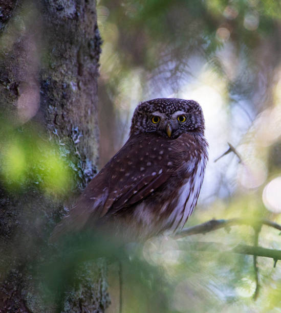 istock Magical Estonia wildlife pictures 1440700572