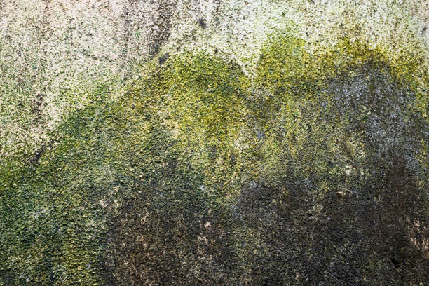 istock Old concrete wall grunge background texture and wallpaper 1440700784