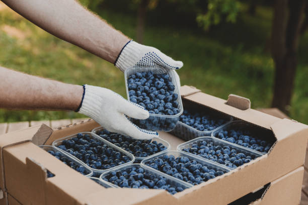 istock Hands holding container with blueberry over cardboard box with blueberry 1440700823