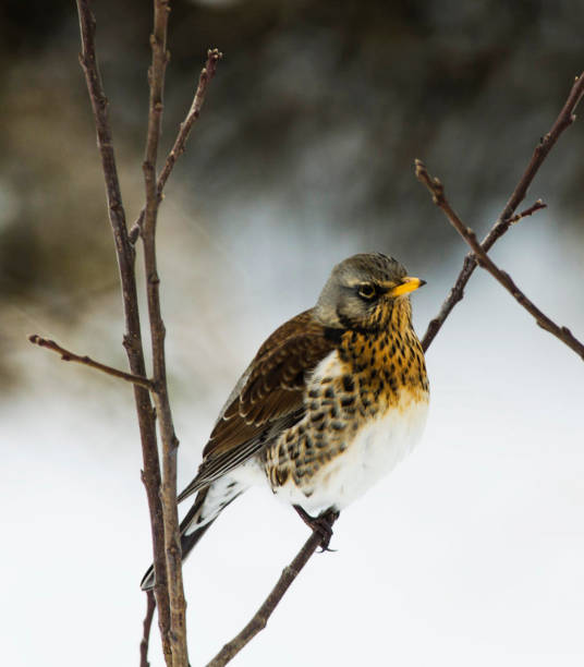 istock Magical Estonia wildlife pictures 1440700859