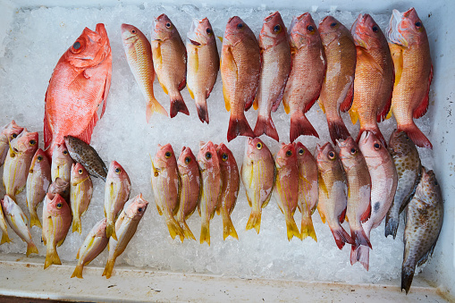 Fish, Ice, Seafood, Fish Market,Grouper, red snapper,