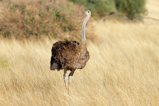 Male ostrich in Masai Mara savannah grasslands.