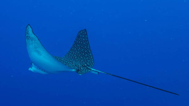 istock Beautiful Belize underwater pictures 1440704135