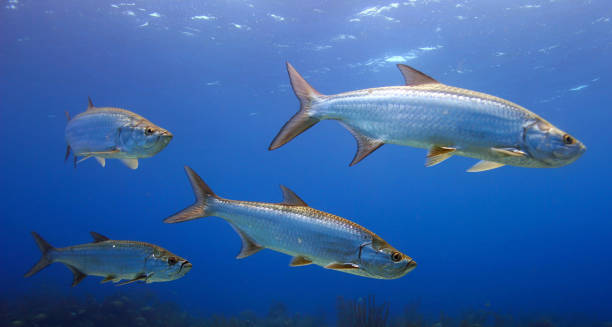 istock Beautiful Belize underwater pictures 1440704182