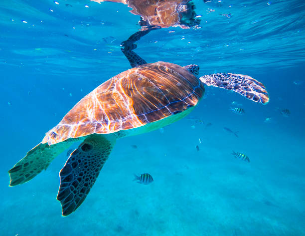istock Beautiful Belize underwater pictures 1440704197