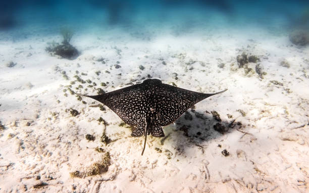istock Beautiful Belize underwater pictures 1440704214
