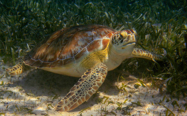istock Beautiful Belize underwater pictures 1440704231
