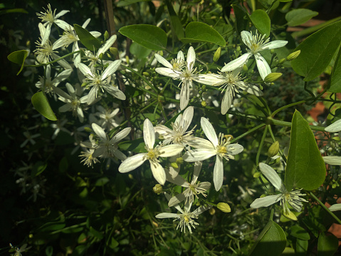 Jasminum auriculatum flowers in the garden. White bloom in nature. It's used for decorative purposes and festivals in India and Bangladesh.