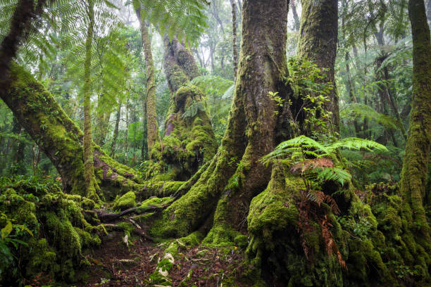 buk antarktyczny w parku narodowym lamington, queensland - southern beech zdjęcia i obrazy z banku zdjęć