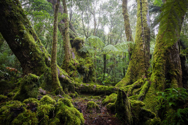 istock Antarctic Beech Tree in Lamington National Park, Queensland 1440705121