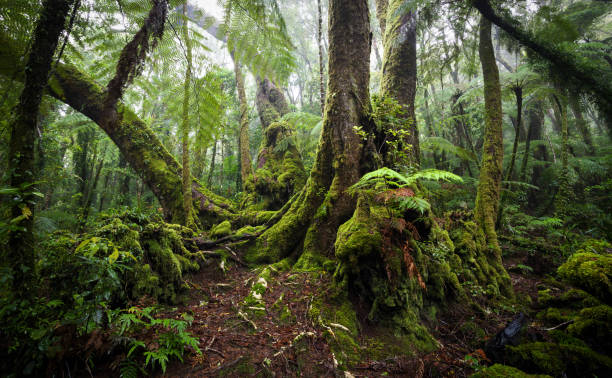 istock Antarctic Beech Tree in Lamington National Park, Queensland 1440705134