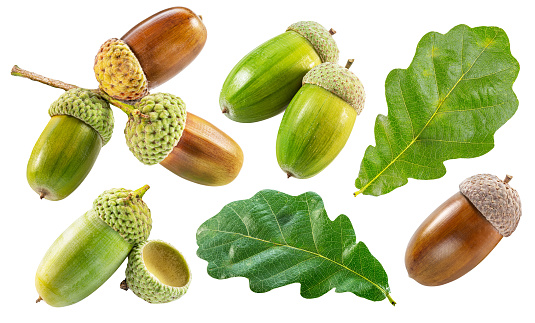 Oak acorns with oak leaves isolated on white background. File contains clipping paths for each items.