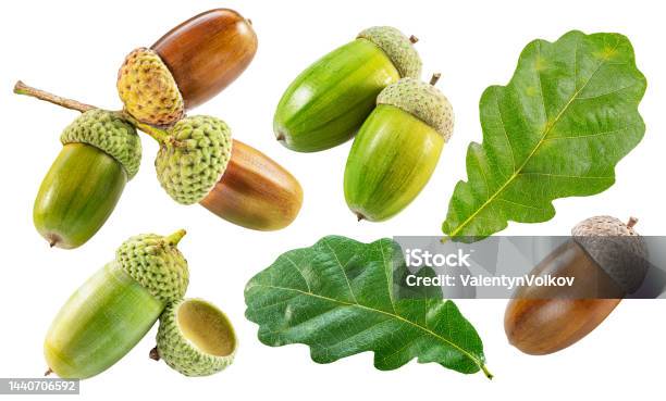 Oak Acorns With Oak Leaves Isolated On White Background File Contains Clipping Paths For Each Items Stock Photo - Download Image Now