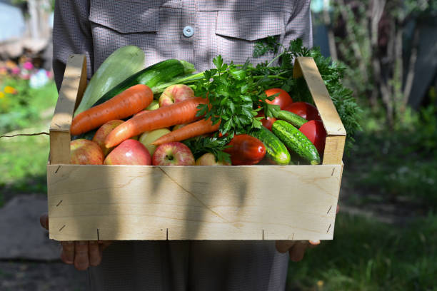 istock Basket with vegetables (carrots, cucumbers, peppers, apples, squash, parsley) in your hands. 1440706973
