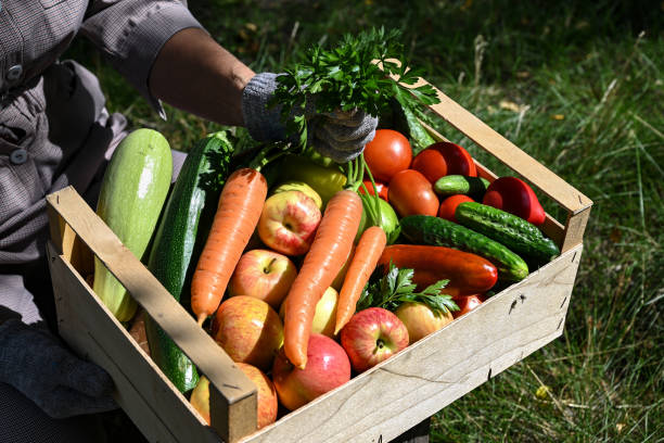 istock Basket with vegetables (carrots, cucumbers, peppers, apples, squash, parsley) in your hands. 1440706981
