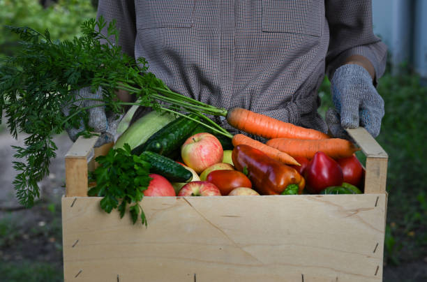 istock Basket with vegetables (carrots, cucumbers, peppers, apples, squash, parsley) in your hands. 1440706982