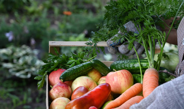 istock Basket with vegetables (carrots, cucumbers, peppers, apples, squash, parsley) in your hands. 1440706987