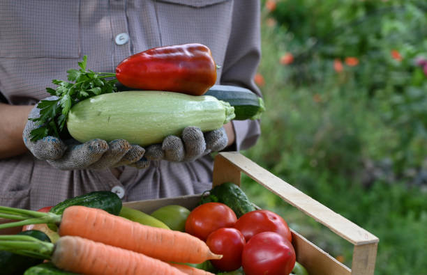 istock Basket with vegetables (carrots, cucumbers, peppers, apples, squash, parsley) in your hands. 1440706988