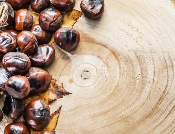 Photo of Roasted edible chestnut fruits on the wooden saw cut. Top view.