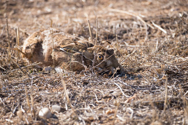 Young european hare (Lepus europaeus), sitting in a meadow.