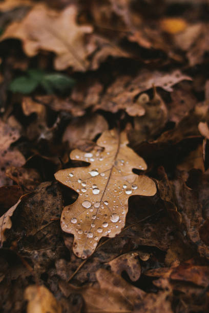 istock Autumn oak leaf with raindrops. November wet autumn leaf 1440708575