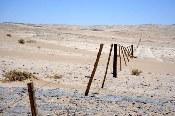 istock Sand dunes and plants in the desert 1440708659