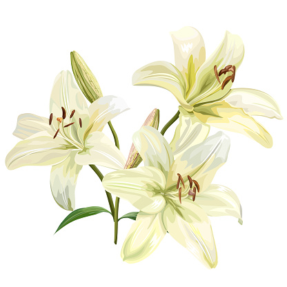 White lily flower, vector illustration.