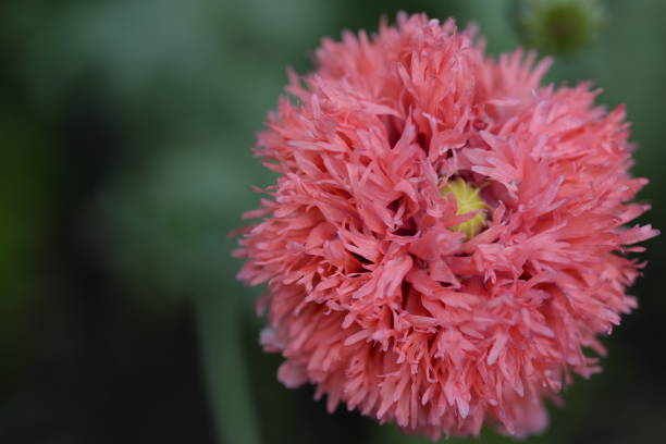 rosa makromohnblumen samt flauschige blüten auf grünem hintergrund im garten, knospen im sommer in der natur, nachhaltige entwicklung blätter, poster, banner nahaufnahme - oriental poppy poppy leaf close up stock-fotos und bilder