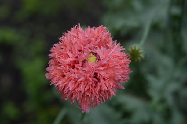 pink macro poppies velvet fluffy flowers on a green background in the garden, buds in summer in nature, sustainable development leaves, poster, banner close - up - oriental poppy poppy close up purple imagens e fotografias de stock