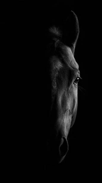 horse - dierenhaar fotos stockfoto's en -beelden