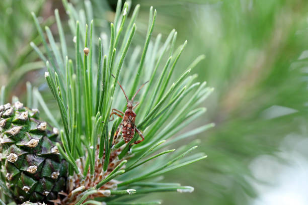 Western conifer seed bug (Leptoglossus occidentalis), A larva on a dwarf pine shoot and the young cone on which it feeds.
