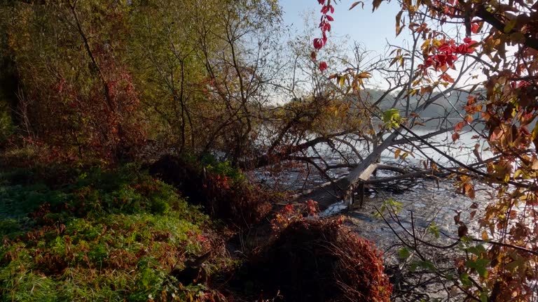 Shore of shallow pond with fallen trees in autumn