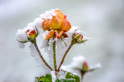 close-up of dry leaves with rime.