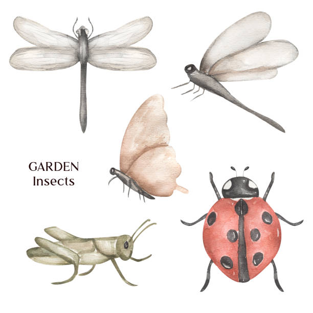 Garden insects Clipart, Watercolor hand drawn ladybug, butterfly, grasshopper, dragonfly clipart. Garden insects Clipart, Watercolor hand drawn ladybug, butterfly, grasshopper, dragonfly clipart. painted grasshopper stock illustrations