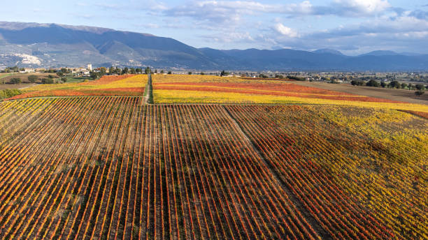 istock Colors of autumn 1440716633
