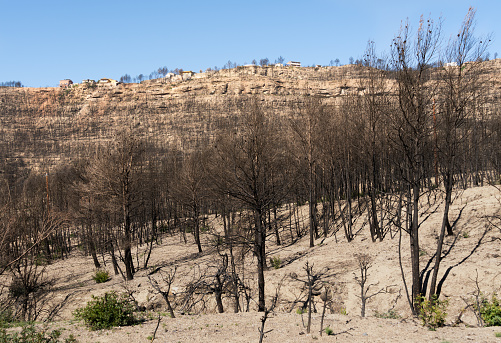 El Pont de Vilomara i Rocafort, Barcelona, Spain - November 10, 2022: Forest after the fire and in the background at the top of the hill houses affected by the catastrophe