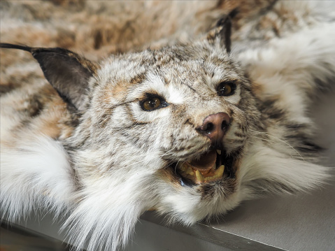 Head of stuffed lynx with grin. Skin of killed animal. Poacher's trophy..