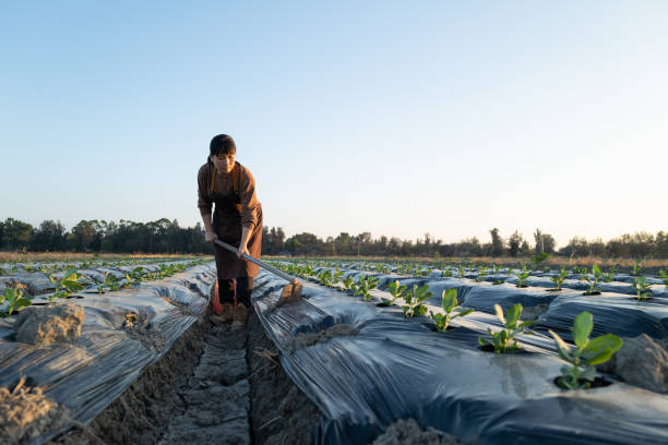 istock Young female farmer working on the field with a hoe 1440724073