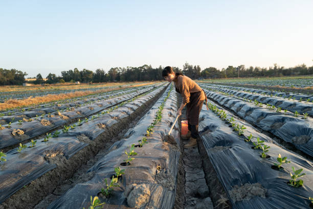 istock Young female farmer working on the field with a hoe 1440724082