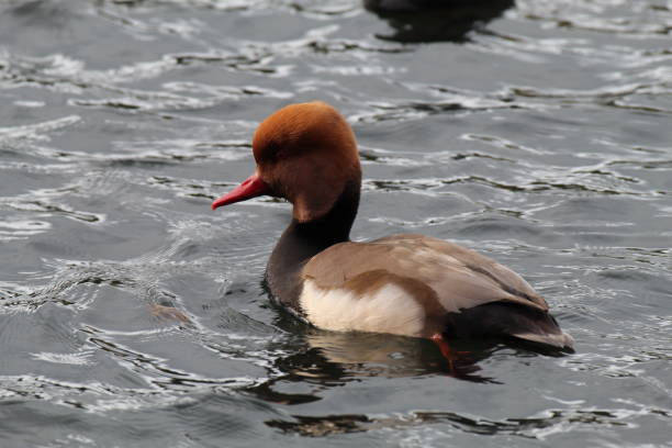 istock A beautiful, rare and unique Red Crested Pochard Duck 1440724647