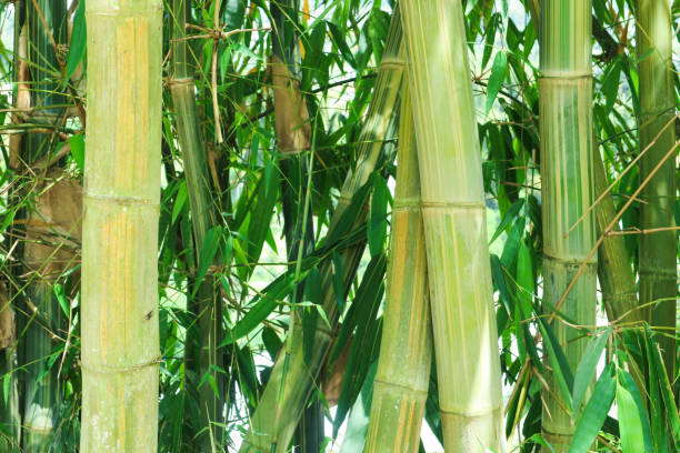 istock Close up photo of some sticks from the bamboo tree 1440724662