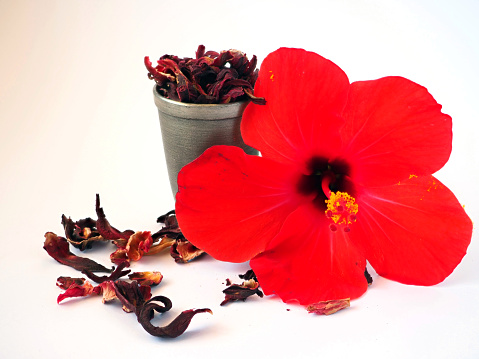 Bogotá, Colombia - a red hibiscus flower in the morning sunlight. It is being grown in the garden.