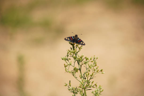 istock Mimoniades versicolor butterfly on a flower 1440726678